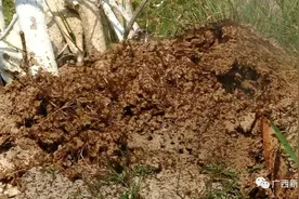 南宁一小学附近藏着数十个红火蚁巢穴，曾有人被它叮后身亡图片