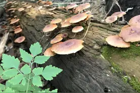 6.3亿岁！科学家发现超级高龄“蘑菇”图片