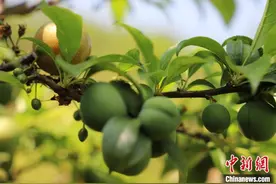 “中国李乡”广东信宜反季节三华李抢“鲜”上市图片