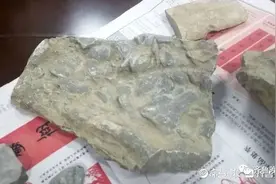 济南10岁男孩游玩时发现十几块古生物化石？专家鉴定：是真的图片