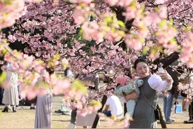 日本东京樱花肆意绽放 民众纷纷树下打卡图片