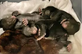 房主补修煤气管道 竟发现冬眠的熊妈和熊崽图片