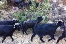 青未了丨小羊倌图片