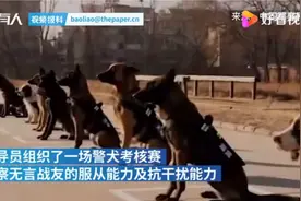 考验抗干扰能力，警犬面对火腿肠诱惑不为所动，网友：“眼神”有点帅图片