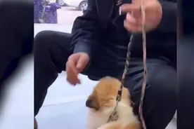 狗狗在宠物店洗澡后毛色都变了，主人当场傻眼不敢认