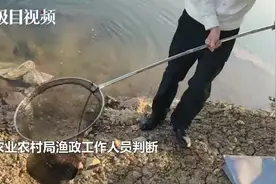 娃娃鱼受困府河边，民警及时救助移交渔政图片