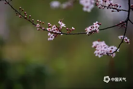 最惊艳的春天 都藏在这些浓浓中国风的图里了图片