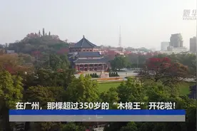 在广州，那棵超过350岁的“木棉王”开花啦！视频封面