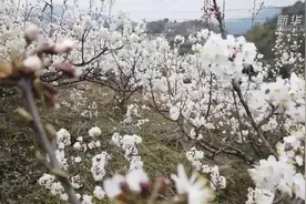 贵州贵阳：樱桃花绽放引客来视频封面