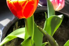 太子湾公园郁金香开了！比往年提早半个月图片