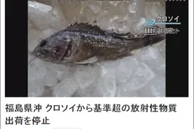 日本福岛海域又现放射性物质超标鱼，或曾进出核电站港图片