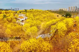 南宁青秀山：黄花风铃木盛放迎客来（高清图集）图片