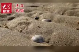 初春别样“海趣”，尽享赶海之乐图片