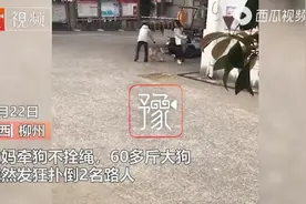 遛狗不拴绳！广西一60斤斗牛发狂扑人，女子保护4岁女孩被咬伤图片