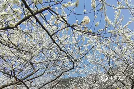 又是一年春来到 广西境内百花开图片