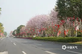 崇左紫荆花开 铺就花香大道图片