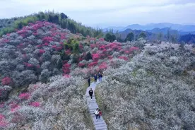 酷似塞外 安吉杭垓这片梅海令人陶醉图片