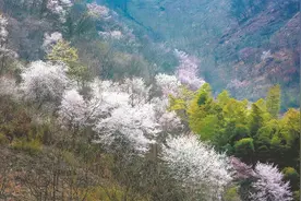 宁国市3000余亩野樱花悄然绽放图片