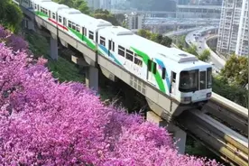 华春莹点赞“开往春天的列车”，重庆这片花海出圈了图片