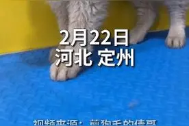 狗狗洗完澡主人不敢认：黄黑花怎么变黄白花了？这不是我的狗图片
