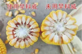 厉害了，这块“海绵田”图片
