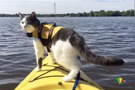 加拿大猫咪爱探险享受户外运动 爬山玩皮划艇样样行图片