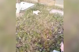家中无人5岁女孩和宠物狗一起从13楼坠下，摔在狗身上受伤视频封面