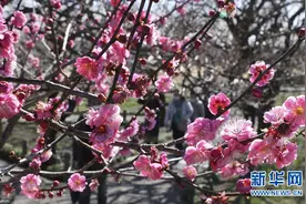 日本茨城县梅花盛开图片