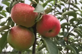 江南小苹果什么滋味？浙江这对“神仙眷侣”的花园里又出神奇植物图片