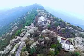 渝北大盛万亩野樱花提前盛放 这里的乡村越来越兴旺图片