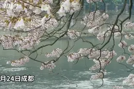 30秒｜早春二月气温高 成都府河畔泡桐花比往年绽放得早视频封面