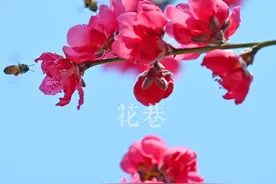 桃之夭夭，等你来约图片