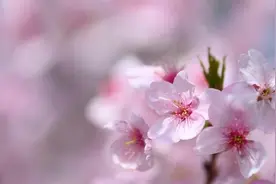 一起来看粉红樱花海！上海顾村公园正值早樱盛花期，别负春光视频封面