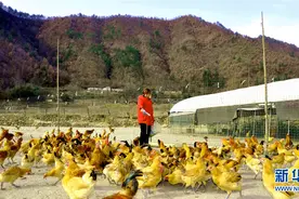 山村“女鸡倌”的生意经图片