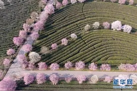 江西南昌：春游凤凰沟图片
