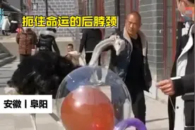 鸵鸟逃跑被工作人员拎脖带回，鸵鸟：我不要面子的呀图片