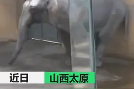 太原动物园大象摇头数月疑抑郁，园方回应！网友：去年好像就这样图片