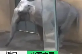 太原动物园大象摇头数月疑抑郁，园方回应！网友：去年好像就这样图片