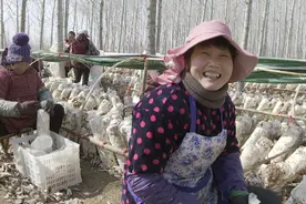 枣庄山亭：香菇住进“空调”房 林下经济增收忙视频封面