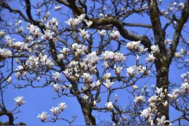黄山风景区：望春花开枝头，春意满山满谷图片