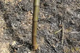 刚刚发布禁火令，临安一大伯第二天就违反，烧枯竹引发火灾，罚图片