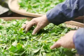 特色制茶手艺 只为留住传统福州“青茶香”