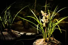 云南维西兰花进入盛花期图片