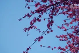 打卡重庆照母山梅林花海 惊艳了春天视频封面