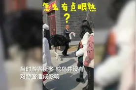 29秒｜鸵鸟出逃失败被工作人员揪脖子带回 网友：像极了小时候被老师揪耳朵图片