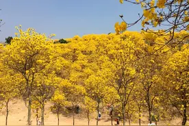 广西黄花风铃木绚烂盛放图片