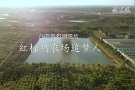 台湾青年谢丞恩：红标鸡农场追梦人图片