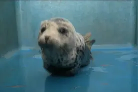 107秒丨大连斑海豹幼崽失群搁浅 经专业饲养恢复良好图片