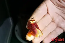 国内唯一！四川西昌养殖蟑螂制成中药，获加拿大天然药物上市许可图片