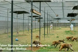 美国研发新冠疫苗缺实验猴，美媒居然赖中国“闭关锁猴”图片